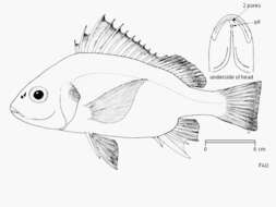 Image of Blue-checked javelinfish