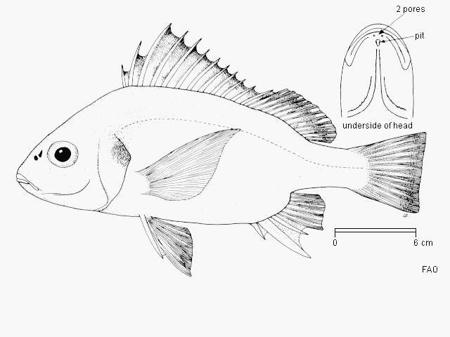 Plancia ëd Pomadasys argyreus (Valenciennes 1833)