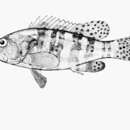 Image of Six-banded Rock Cod