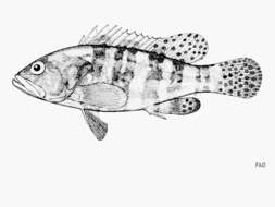 Image of Six-banded Rock Cod