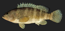 Image of Six-banded Rock Cod