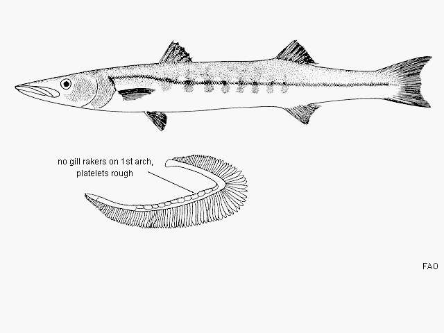 Image of Jello barracuda