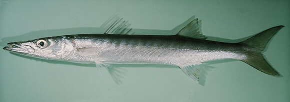 Image of Jello barracuda