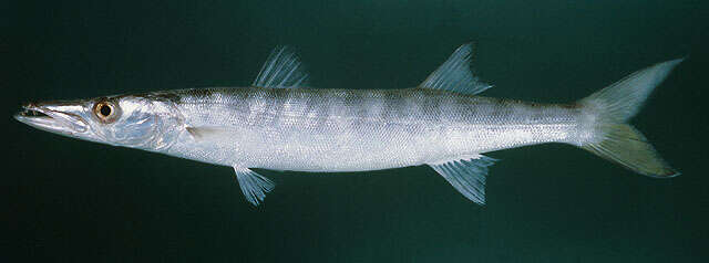 Image of Jello barracuda