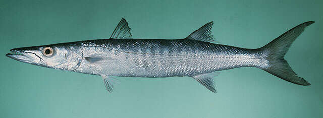 Image of Jello barracuda