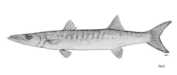 Image of Jello barracuda