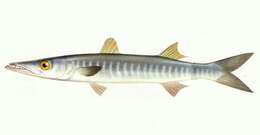 Image of Jello barracuda