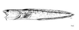 Image of Red cusk-eel