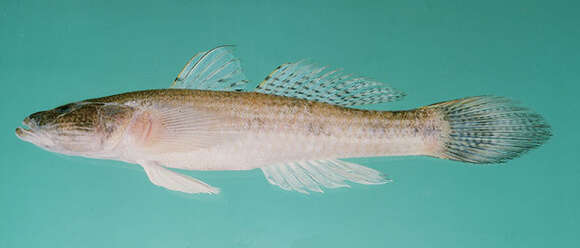 Image of Bar Eyed Goby