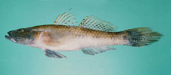 Image of Bar Eyed Goby