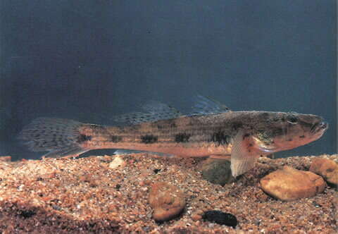 Image of Bar Eyed Goby