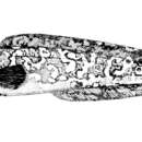 Image of Black cusk eel