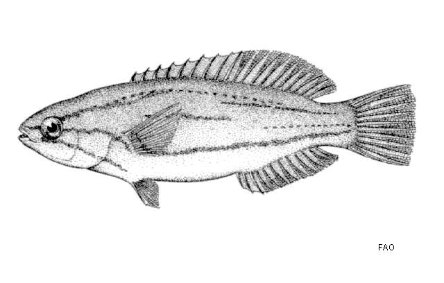 صورة Paracheilinus mccoskeri Randall & Harmelin-Vivien 1977