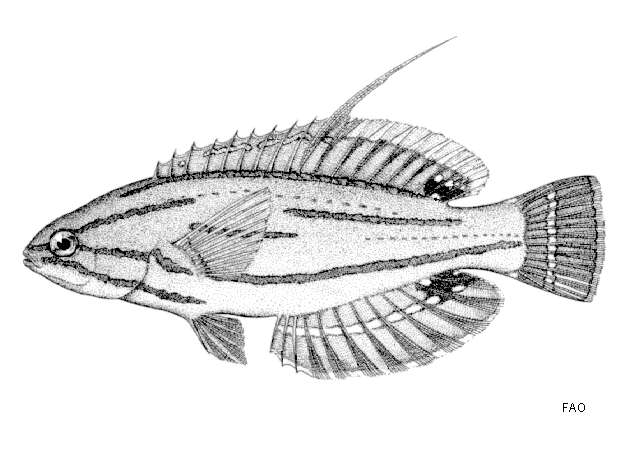 صورة Paracheilinus mccoskeri Randall & Harmelin-Vivien 1977