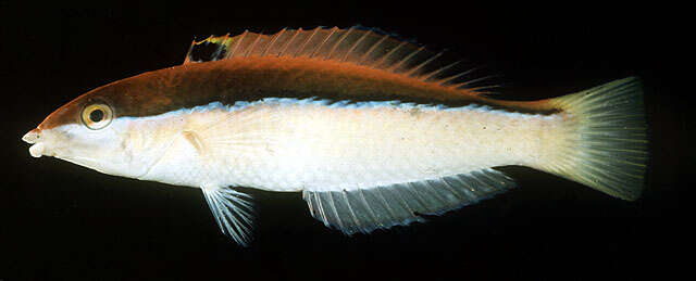 Image of Polynesian wrasse