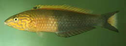 Image of Polynesian wrasse