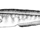 Plancia ëd Genypterus capensis (Smith 1847)