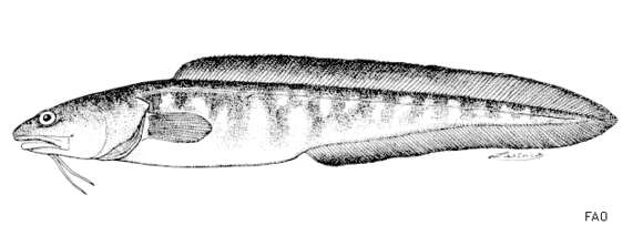 Plancia ëd Genypterus capensis (Smith 1847)