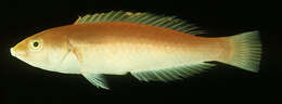 Image of Smalltail wrasse