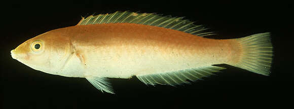 Image of Smalltail wrasse