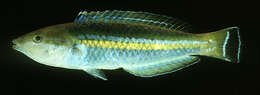 Image of Smalltail wrasse