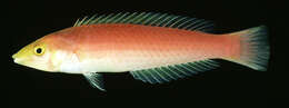 Image of Candy wrasse