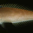 Image of Polynesian pencil wrasse