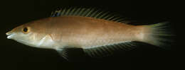 Image of Polynesian pencil wrasse