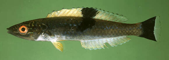 Image of Black-patch wrasse