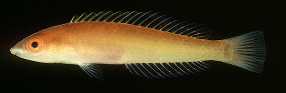 Image of Redeye wrasse