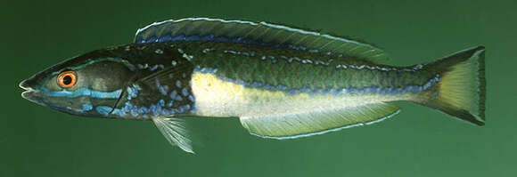 Image of Redeye wrasse