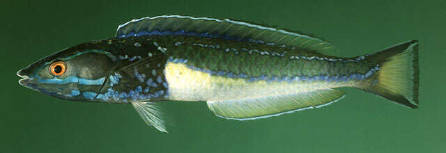 Image of Redeye wrasse