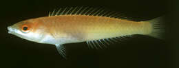 Image of Redeye wrasse