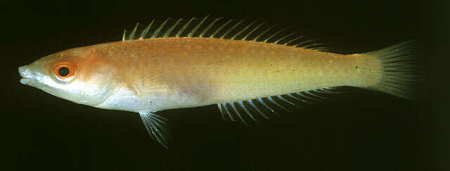 Image of Redeye wrasse