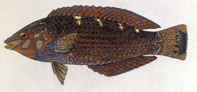 Image of Argus Wrasse