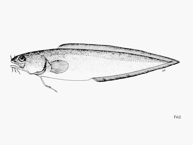 Brotula barbata (Bloch & Schneider 1801)的圖片