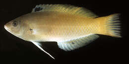 Image of Half-grey wrasse