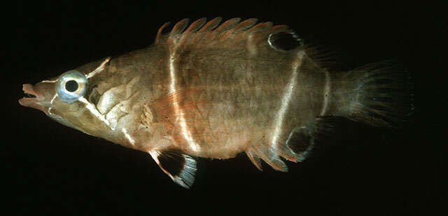 Image of Diagonal-line wrasse