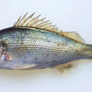 Image of Silver perch