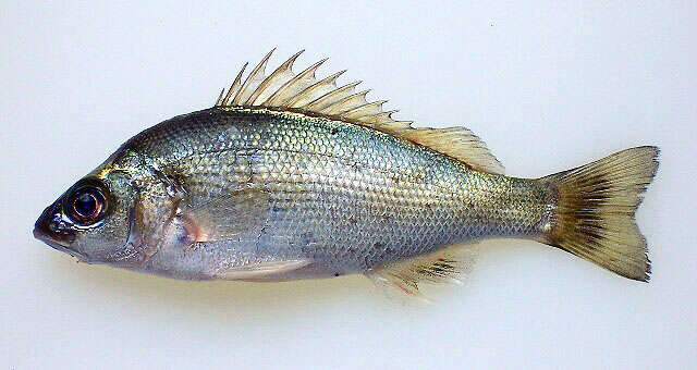 Image of Silver perch