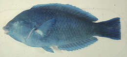 Imagem de Anampses caeruleopunctatus Rüppell 1829