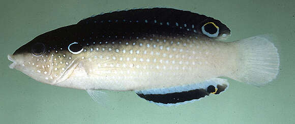 Image of New guinea wrasse