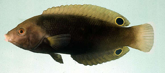 Image of Geographic Wrasse