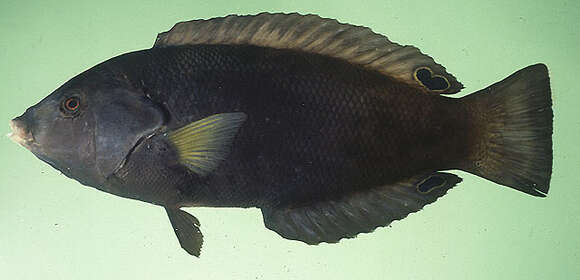 Image of Geographic Wrasse