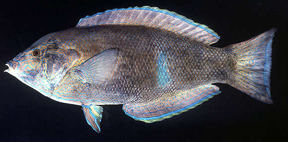 Image of Geographic Wrasse