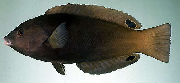 Image of Geographic Wrasse