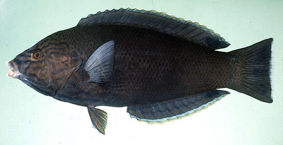 Image of Geographic Wrasse