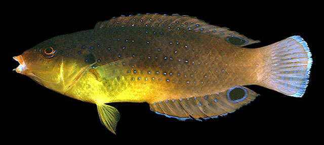 Image of Twister Wrasse