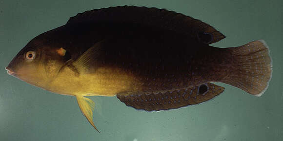 Image of Twister Wrasse