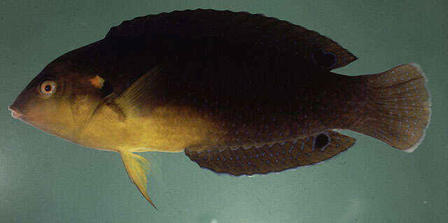 Image of Twister Wrasse